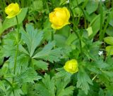 Trollius europaeus. Верхушки цветущих растений. Подмосковье, окр. г. Звенигорода, смешанный лес. Конец мая 2012 г.