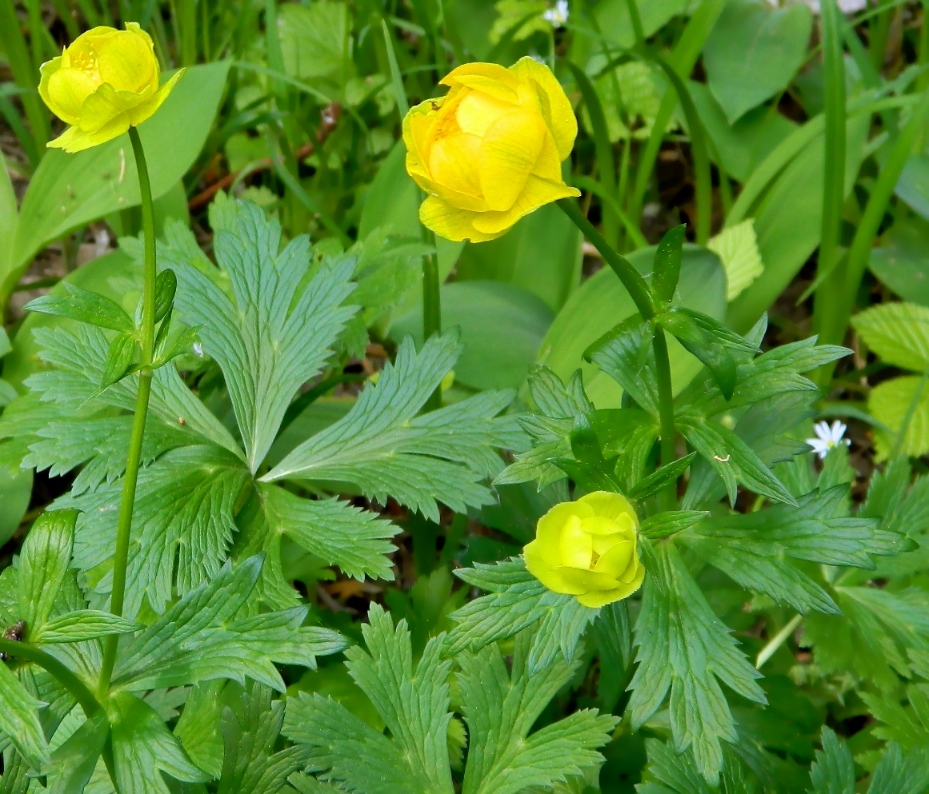 Изображение особи Trollius europaeus.