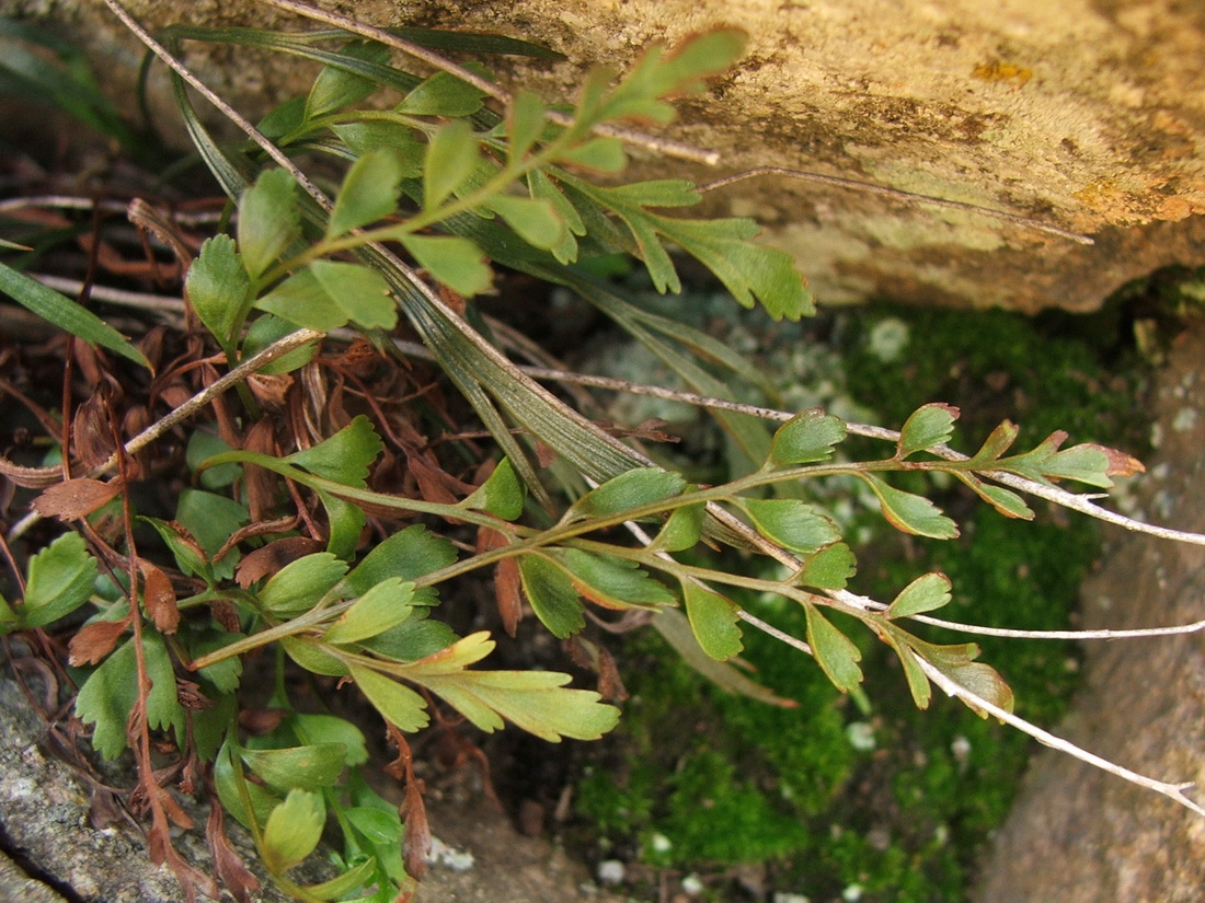Изображение особи Asplenium × heufleri.