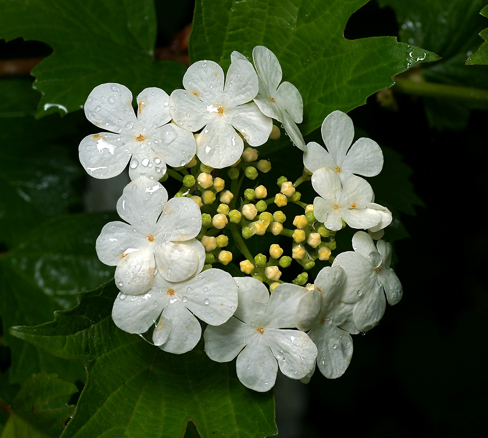 Image of Viburnum opulus specimen.