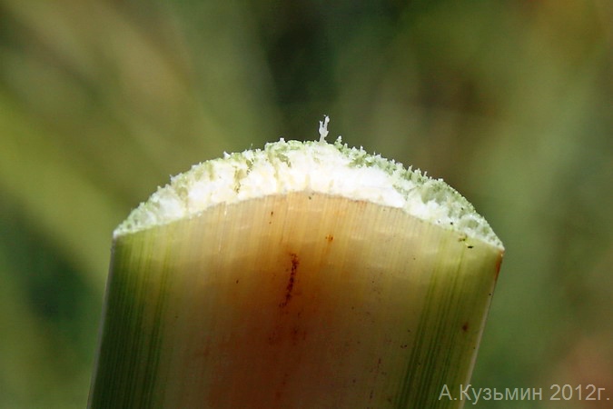 Image of Typha &times; glauca specimen.