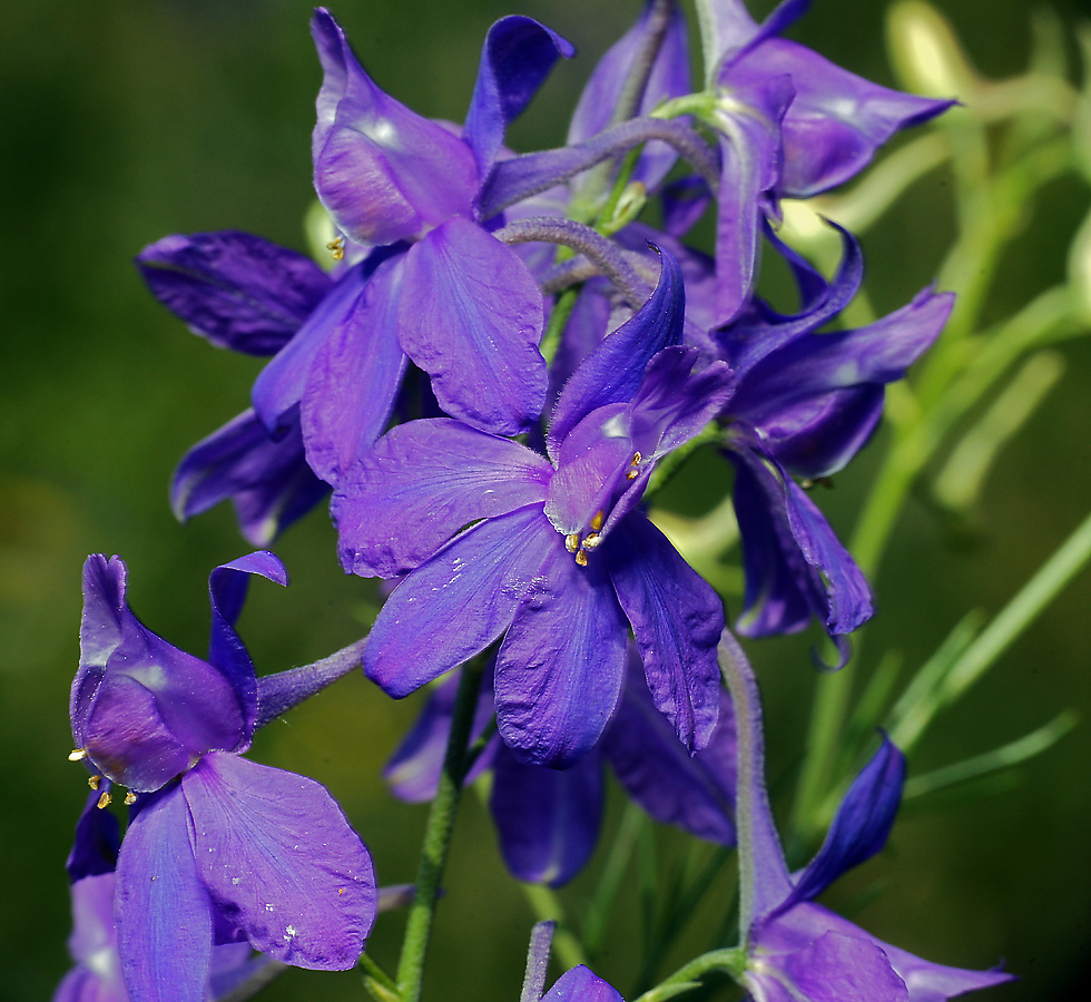 Изображение особи Delphinium consolida.