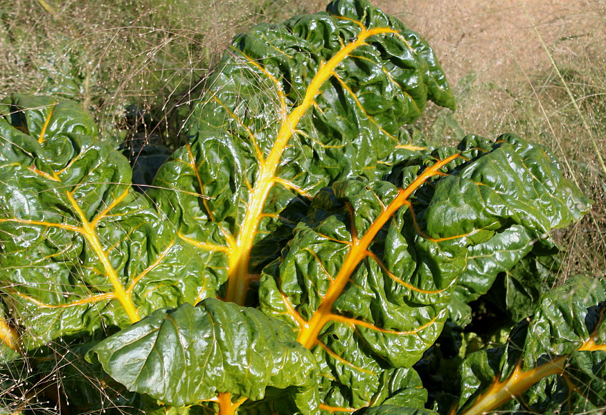 Image of Beta vulgaris ssp. cicla specimen.