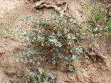Andrachne rotundifolia. Растение с плодами. Киргизия, Чуйская обл., северный склон Киргизского хр. 17 июня 2007 г.