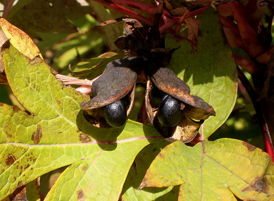 Image of genus Paeonia specimen.