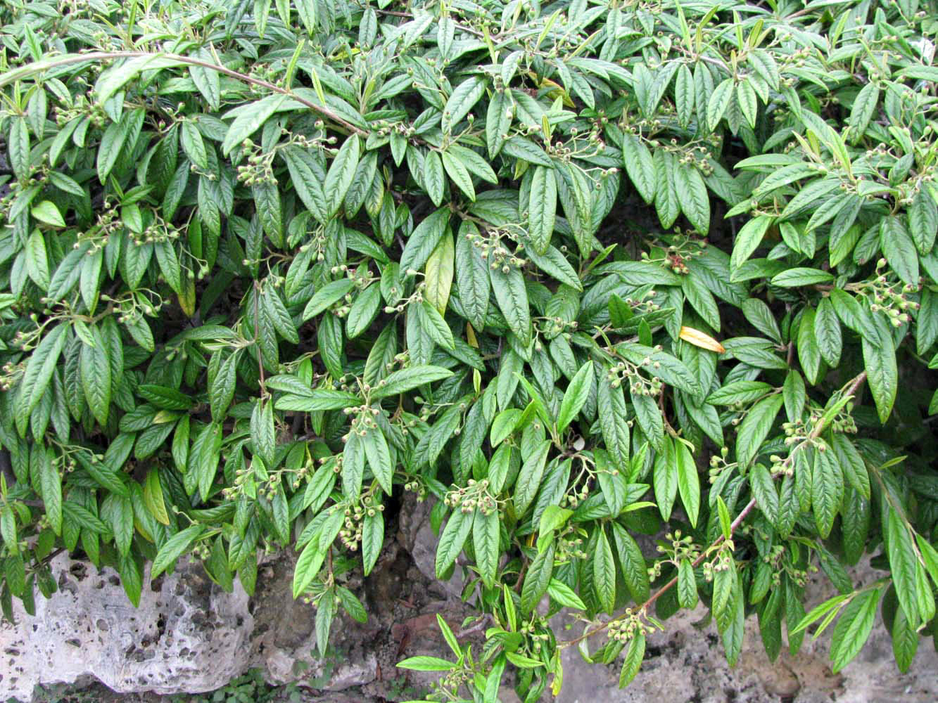 Image of Cotoneaster salicifolius specimen.