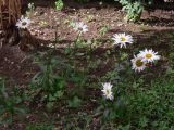 Leucanthemum maximum. Цветущие растения. Испания, автономное сообщество Андалусия, провинция Гранада, комарка Вега-де-Гранада, г. Гранада, Альгамбра. 13.07.2012.