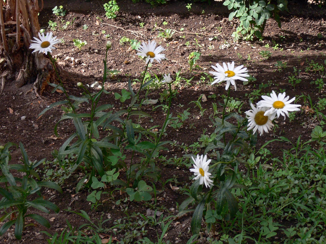 Image of Leucanthemum maximum specimen.