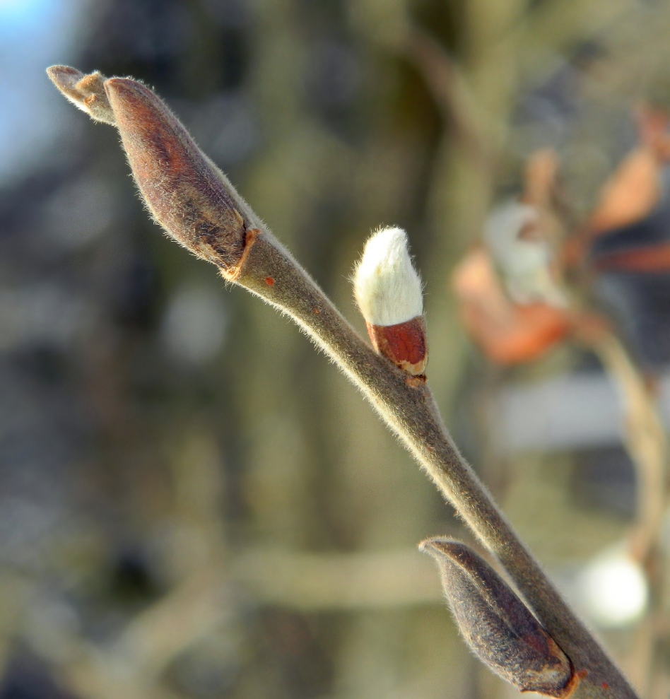 Image of Salix cinerea specimen.