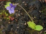 Pinguicula grandiflora