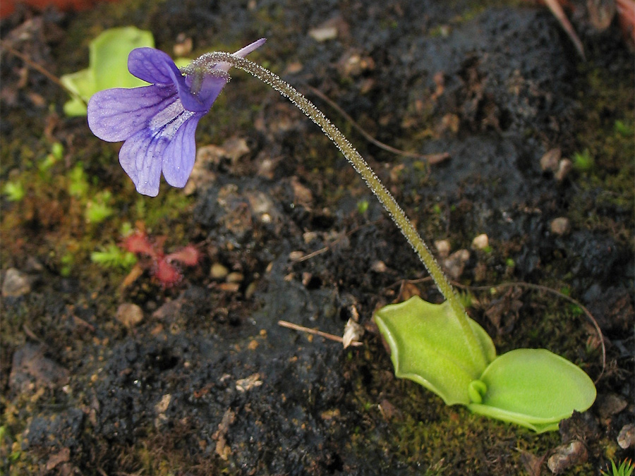 Image of Pinguicula grandiflora specimen.