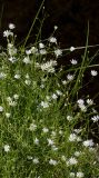 Stellaria graminea