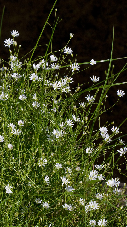 Изображение особи Stellaria graminea.