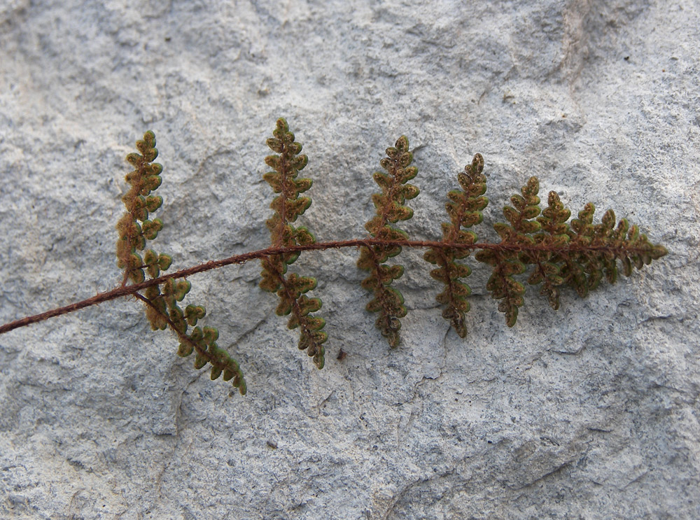 Изображение особи Oeosporangium persicum.