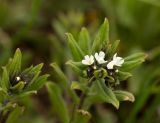 Buglossoides rochelii. Верхушка растения с соцветием. Ростовская обл., Мясниковский р-н, окр. хут. Щедрый, Чулекская балка. 07.04.2013.