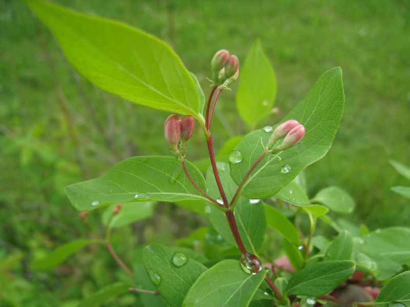 Image of Lonicera tatarica specimen.