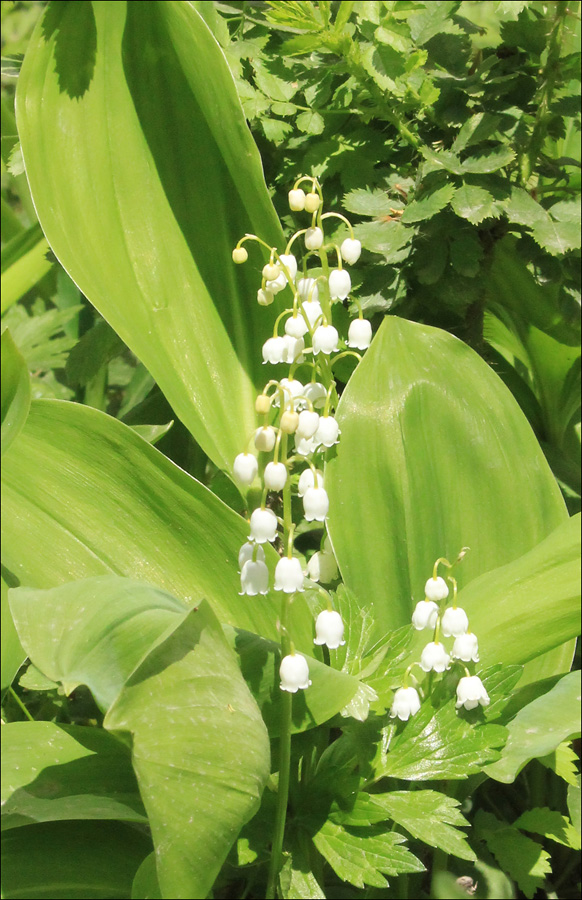 Изображение особи Convallaria majalis.