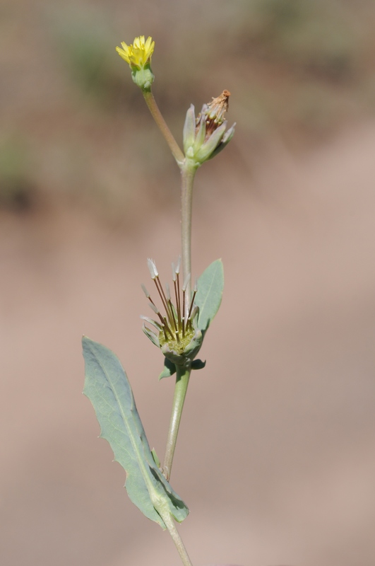 Изображение особи Heteracia szovitsii.