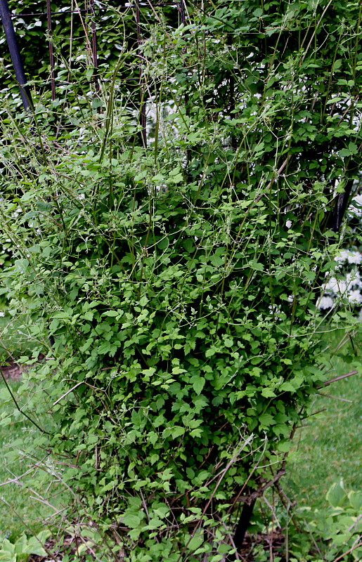 Image of Clematis potaninii specimen.