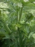 Heracleum leskovii. Средняя часть растения. Карачаево-Черкесия, Теберда, гора Лысая. 29.05.2013.