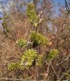 Salix × puberula