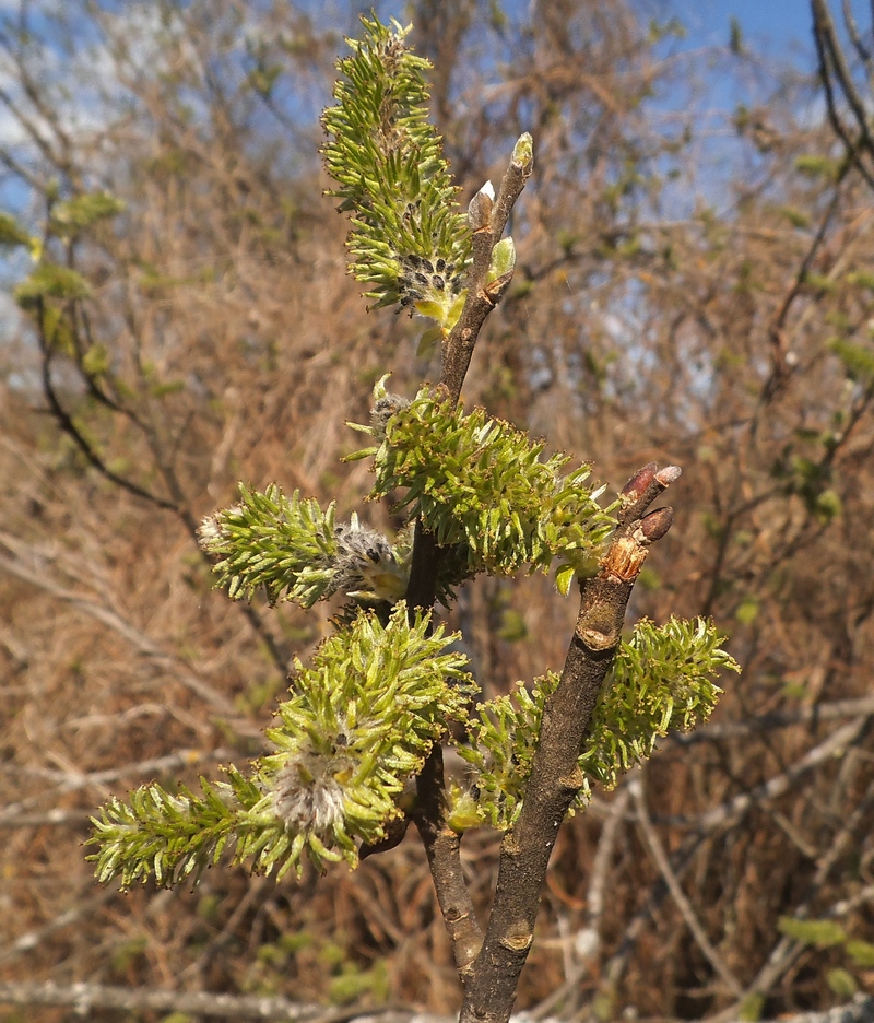 Изображение особи Salix &times; puberula.