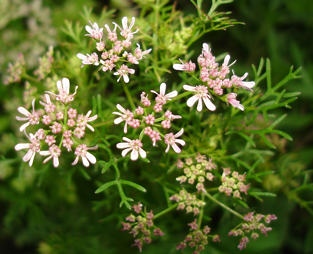 Image of Coriandrum sativum specimen.