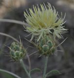 Centaurea salonitana