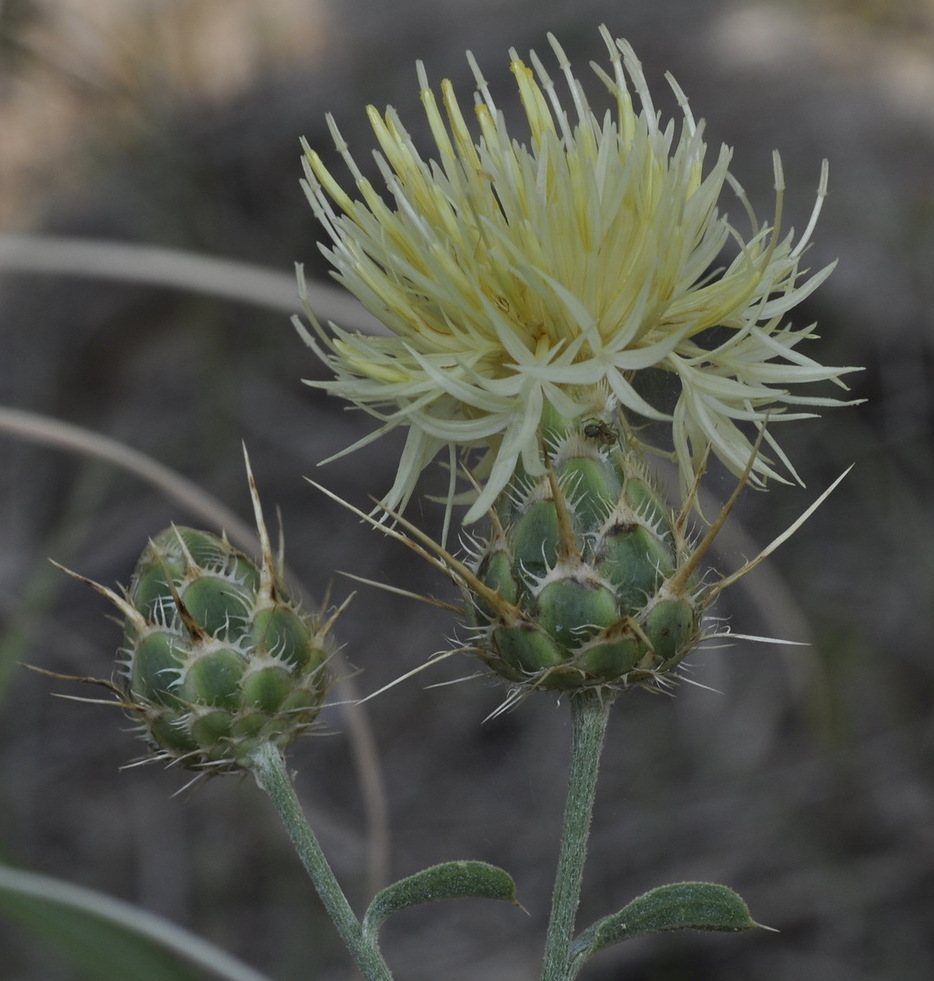 Image of Centaurea salonitana specimen.