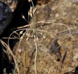 Allium paczoskianum