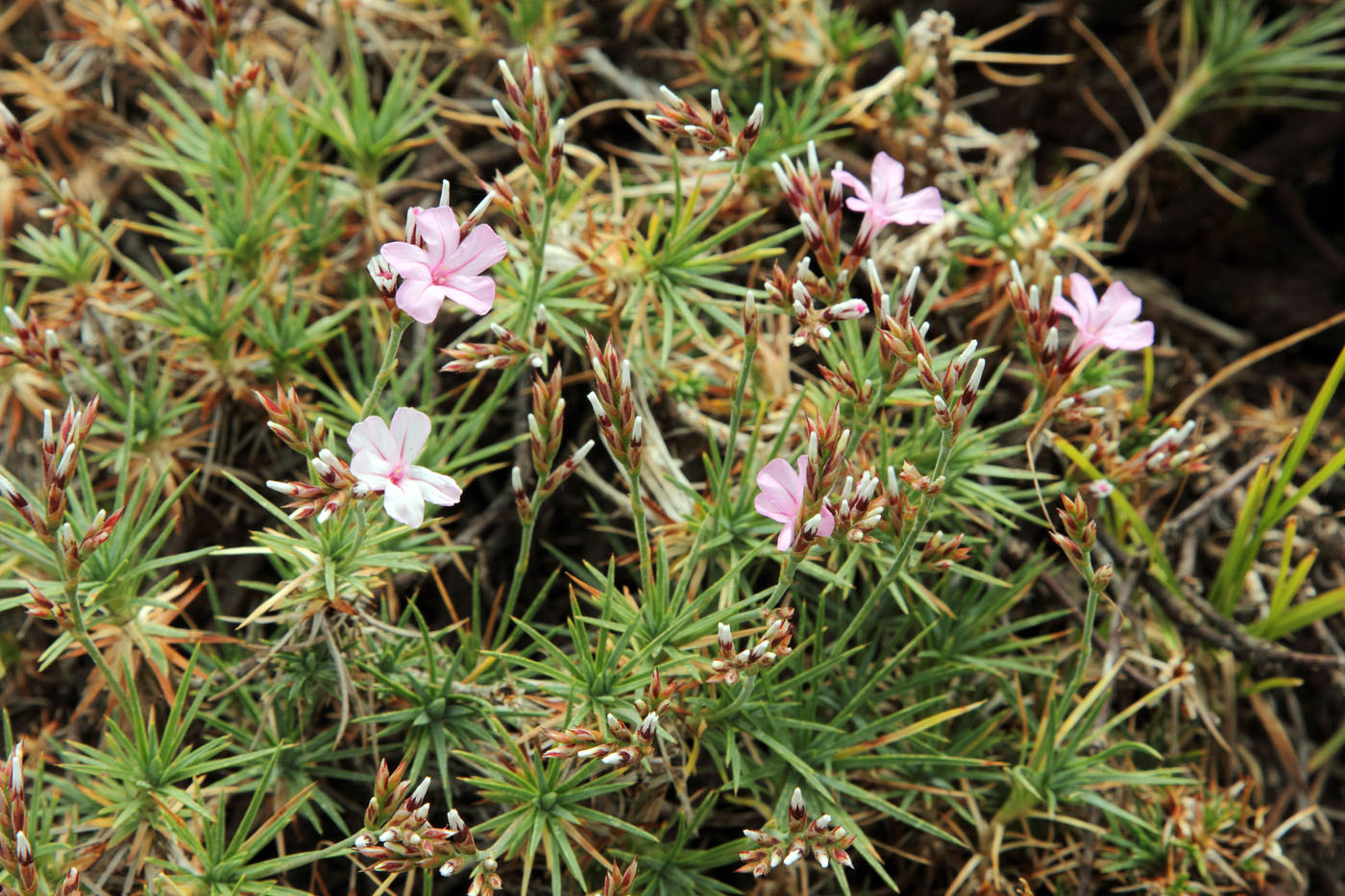 Image of Acantholimon alberti specimen.