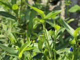 Commelina communis