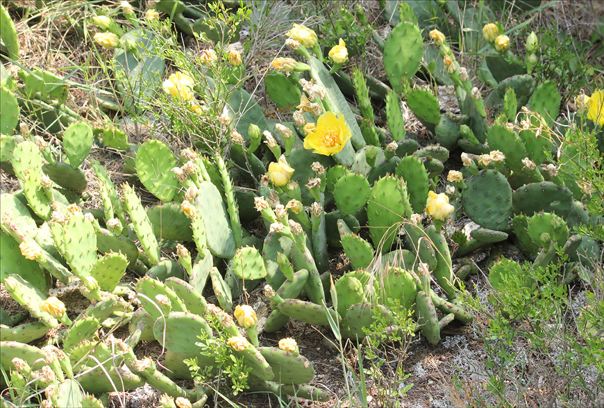 Изображение особи Opuntia humifusa.