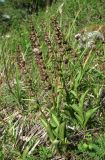 Epipactis atrorubens