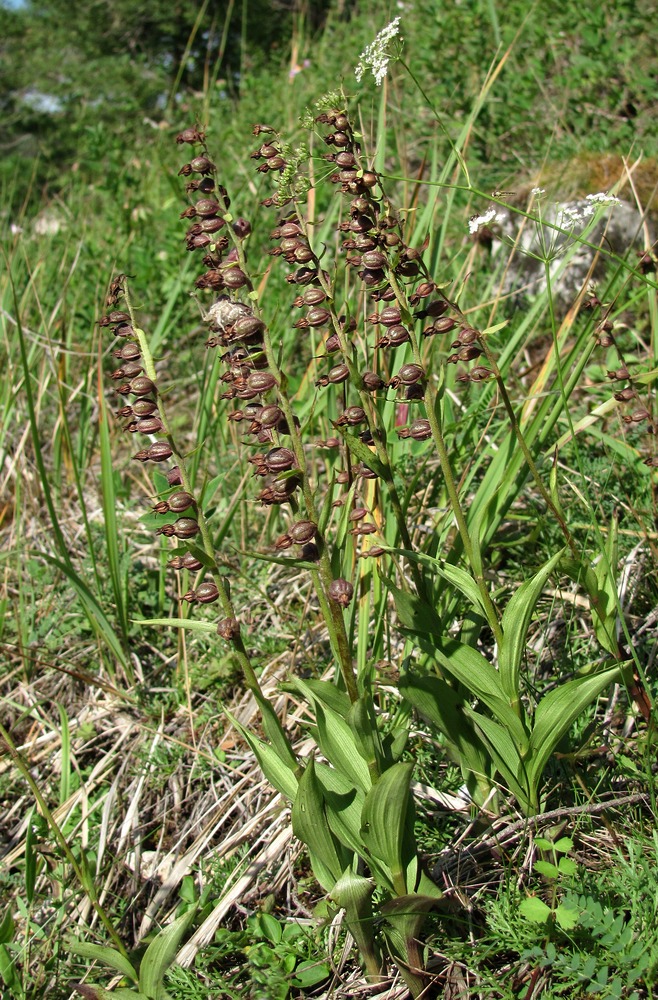 Image of Epipactis atrorubens specimen.