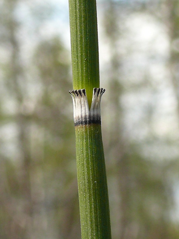 Image of Equisetum hyemale specimen.