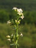 Galium humifusum. Верхушка побега (искусственно приподнятого) с соцветием. Краснодарский край, Абинский р-н, окр. станицы Шапсугская, мергелевый карьер. 18.08.2013.