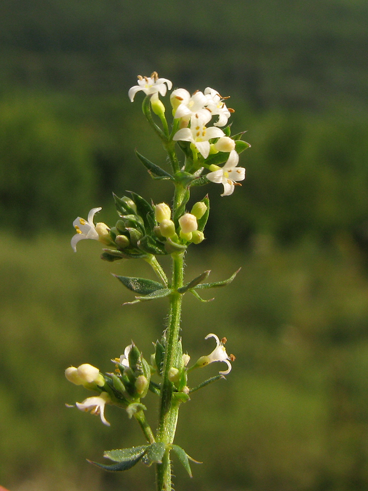 Изображение особи Galium humifusum.