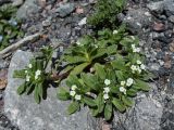 Trigonocaryum involucratum