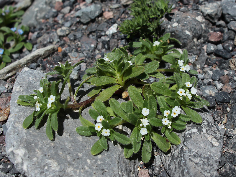 Image of Trigonocaryum involucratum specimen.