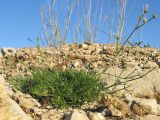 Asperula lipskyana