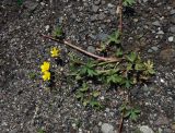 Ranunculus repens. Побег с цветками. Камчатский край, Елизовский район, г. Петропавловск-Камчатский, песчано-гравийная осыпь. 09.07.2013.