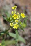 Arnebia decumbens. Соцветие. Южный Казахстан, восточная граница пустыни Кызылкум. 05.05.2013.