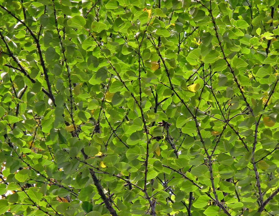 Image of Cercidiphyllum japonicum specimen.