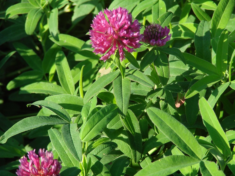Изображение особи Trifolium medium.