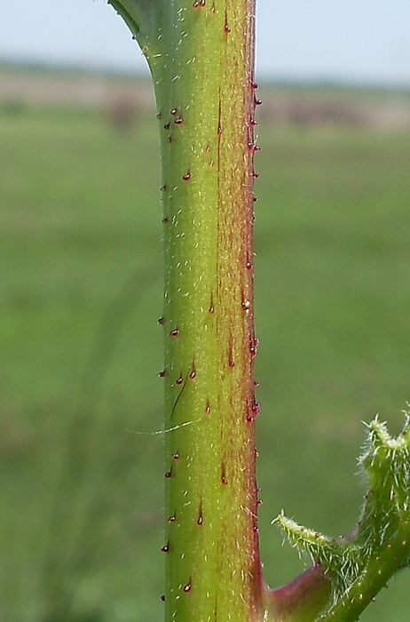 Image of Bunias orientalis specimen.