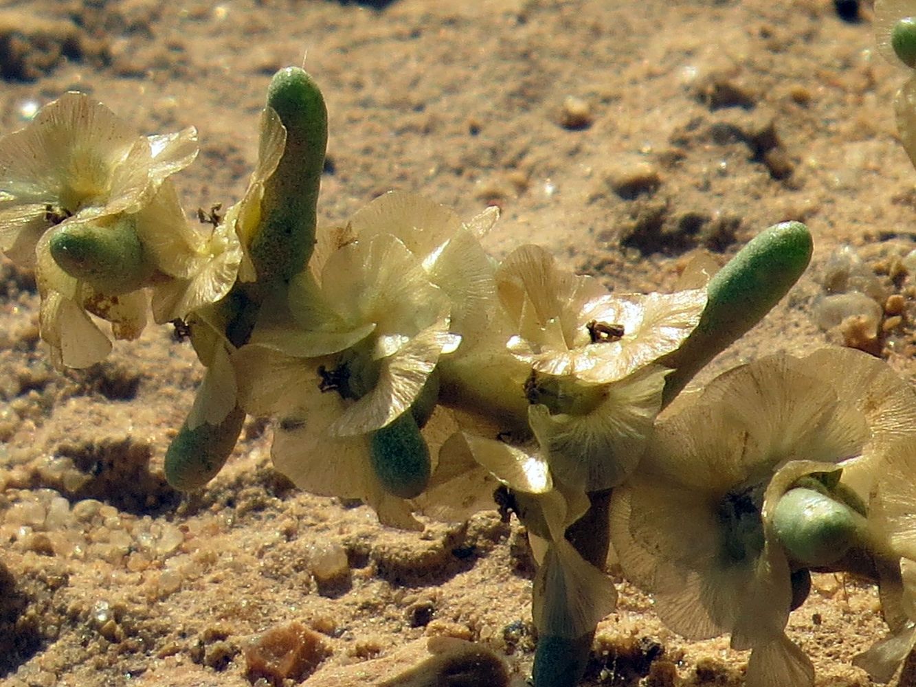 Image of Seidlitzia rosmarinus specimen.