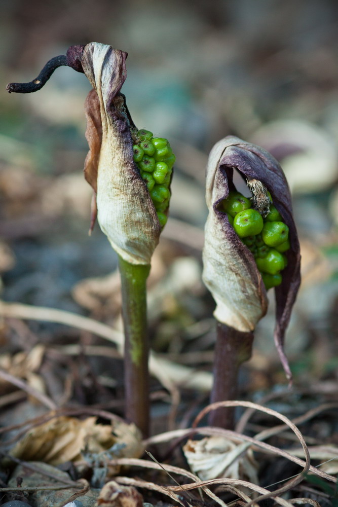 Image of genus Arum specimen.