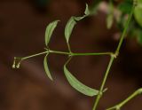 Euphorbia graminea