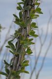 Fouquieria splendens. Средняя часть побега с листьями в начале вегетации. США, Калифорния, Joshua Tree National Park. 19.02.2014.